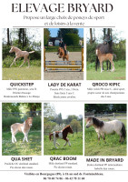 Vente de poney
